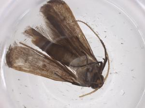  ( - CBG-A55583-A10)  @11 [ ] CreativeCommons - Attribution Share - Alike (2024) Centre for Biodiversity Genomics Centre for Biodiversity Genomics