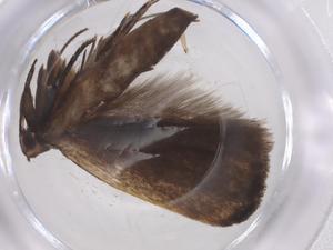  ( - CBG-A55583-E02)  @11 [ ] CreativeCommons - Attribution Share - Alike (2024) Centre for Biodiversity Genomics Centre for Biodiversity Genomics