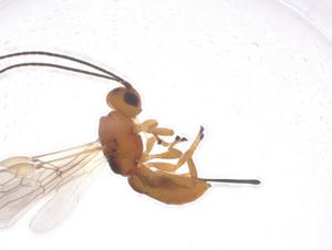  ( - CBG-A55598-C01)  @11 [ ] CreativeCommons - Attribution Share - Alike (2024) Centre for Biodiversity Genomics Centre for Biodiversity Genomics