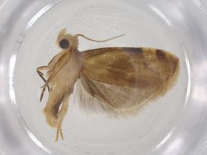  (Cochylina BioLep7408 - CBG-A55599-G05)  @11 [ ] CreativeCommons - Attribution Share - Alike (2024) Centre for Biodiversity Genomics Centre for Biodiversity Genomics