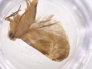  ( - CBG-A55608-G01)  @11 [ ] CreativeCommons - Attribution Share - Alike (2024) Centre for Biodiversity Genomics Centre for Biodiversity Genomics