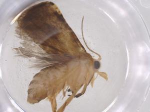  ( - CBG-A55608-G09)  @11 [ ] CreativeCommons - Attribution Share - Alike (2024) Centre for Biodiversity Genomics Centre for Biodiversity Genomics