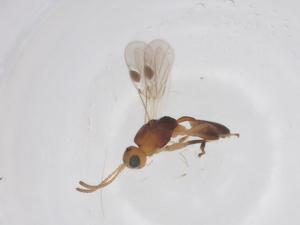  ( - CBG-A55671-B06)  @11 [ ] CreativeCommons - Attribution Share - Alike (2024) Centre for Biodiversity Genomics Centre for Biodiversity Genomics