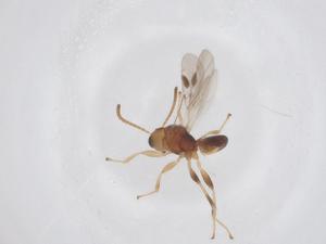  ( - CBG-A55671-C05)  @11 [ ] CreativeCommons - Attribution Share - Alike (2024) Centre for Biodiversity Genomics Centre for Biodiversity Genomics