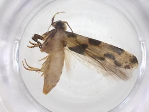  ( - CBG-A55673-C01)  @11 [ ] CreativeCommons - Attribution Share - Alike (2024) Centre for Biodiversity Genomics Centre for Biodiversity Genomics