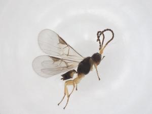  ( - CBG-A55674-B03)  @11 [ ] CreativeCommons - Attribution Share - Alike (2024) Centre for Biodiversity Genomics Centre for Biodiversity Genomics