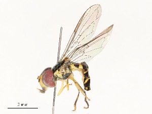  ( - CBG-A58569-C09)  @11 [ ] CreativeCommons - Attribution Share - Alike (2024) CBG Photography Group Centre for Biodiversity Genomics