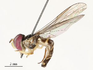  ( - CBG-A58570-A07)  @11 [ ] CreativeCommons - Attribution Share - Alike (2024) CBG Photography Group Centre for Biodiversity Genomics