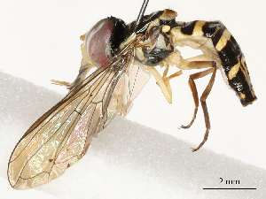  ( - CBG-A58570-A08)  @11 [ ] CreativeCommons - Attribution Share - Alike (2024) CBG Photography Group Centre for Biodiversity Genomics