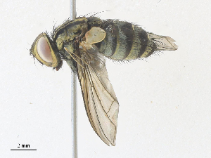  ( - CBG-A33464-B11)  @11 [ ] CreativeCommons - Attribution Share - Alike (2024) CBG Photography Group Centre for Biodiversity Genomics