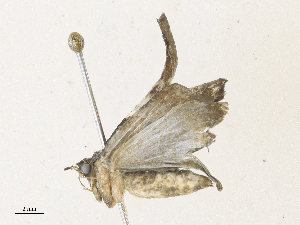  ( - CBG-A33464-G08)  @11 [ ] CreativeCommons - Attribution Share - Alike (2024) CBG Photography Group Centre for Biodiversity Genomics