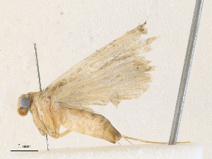  ( - CBG-A33464-H03)  @11 [ ] CreativeCommons - Attribution Share - Alike (2024) CBG Photography Group Centre for Biodiversity Genomics