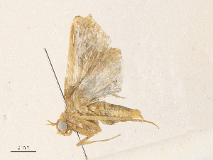  ( - CBG-A33464-H05)  @11 [ ] CreativeCommons - Attribution Share - Alike (2024) CBG Photography Group Centre for Biodiversity Genomics