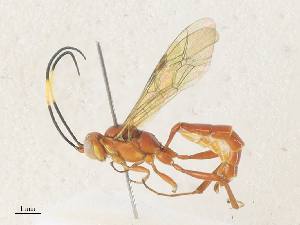  ( - CBG-A33465-E05)  @11 [ ] CreativeCommons - Attribution Share - Alike (2024) CBG Photography Group Centre for Biodiversity Genomics