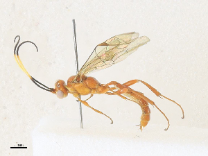  ( - CBG-A33465-E07)  @11 [ ] CreativeCommons - Attribution Share - Alike (2024) CBG Photography Group Centre for Biodiversity Genomics