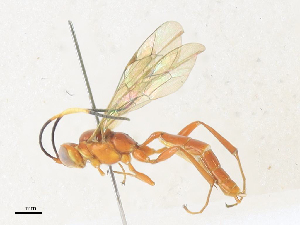  ( - CBG-A33465-E08)  @11 [ ] CreativeCommons - Attribution Share - Alike (2024) CBG Photography Group Centre for Biodiversity Genomics