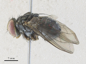  ( - CBG-A33468-C04)  @11 [ ] CreativeCommons - Attribution Share - Alike (2024) CBG Photography Group Centre for Biodiversity Genomics