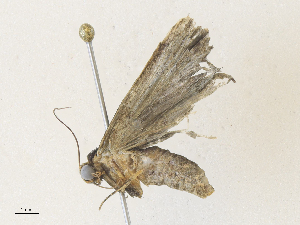  ( - CBG-A33468-D07)  @11 [ ] CreativeCommons - Attribution Share - Alike (2024) CBG Photography Group Centre for Biodiversity Genomics