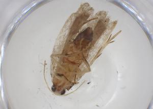  ( - CBG-A33932-D05)  @11 [ ] CreativeCommons - Attribution Share - Alike (2024) Centre for Biodiversity Genomics Centre for Biodiversity Genomics