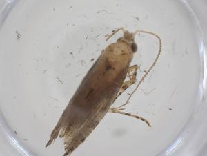  ( - CBG-A33935-C04)  @11 [ ] CreativeCommons - Attribution Share - Alike (2024) Centre for Biodiversity Genomics Centre for Biodiversity Genomics