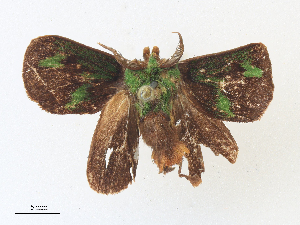  ( - CBG-A34312-A12)  @11 [ ] CreativeCommons - Attribution Share - Alike (2024) CBG Photography Group Centre for Biodiversity Genomics
