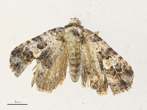  ( - CBG-A34312-B05)  @11 [ ] CreativeCommons - Attribution Share - Alike (2024) CBG Photography Group Centre for Biodiversity Genomics