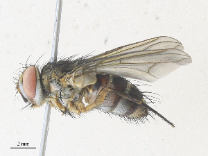  (Anisia Malaise2057 - CBG-A34312-D10)  @11 [ ] CreativeCommons - Attribution Share - Alike (2024) CBG Photography Group Centre for Biodiversity Genomics