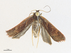  ( - CBG-A34314-F01)  @11 [ ] CreativeCommons - Attribution Share - Alike (2024) CBG Photography Group Centre for Biodiversity Genomics