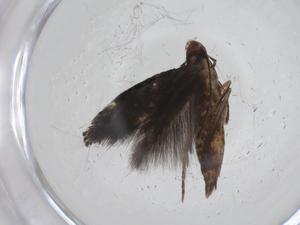  ( - CBG-A34661-D05)  @11 [ ] CreativeCommons - Attribution Share - Alike (2024) Centre for Biodiversity Genomics Centre for Biodiversity Genomics