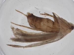  ( - CBG-A34666-D08)  @11 [ ] CreativeCommons - Attribution Share - Alike (2024) Centre for Biodiversity Genomics Centre for Biodiversity Genomics