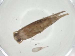  ( - CBG-A34782-E11)  @11 [ ] CreativeCommons - Attribution Share - Alike (2024) Centre for Biodiversity Genomics Centre for Biodiversity Genomics