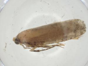  ( - CBG-A34784-B06)  @11 [ ] CreativeCommons - Attribution Share - Alike (2024) Centre for Biodiversity Genomics Centre for Biodiversity Genomics