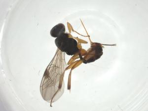  ( - CBG-A34789-F12)  @11 [ ] CreativeCommons - Attribution Share - Alike (2024) Centre for Biodiversity Genomics Centre for Biodiversity Genomics