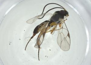  ( - CBG-A34790-C08)  @11 [ ] CreativeCommons - Attribution Share - Alike (2024) Centre for Biodiversity Genomics Centre for Biodiversity Genomics