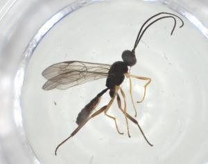  (ichneuMalaise01 Malaise4044 - CBG-A34794-D02)  @11 [ ] CreativeCommons - Attribution Share - Alike (2024) Centre for Biodiversity Genomics Centre for Biodiversity Genomics