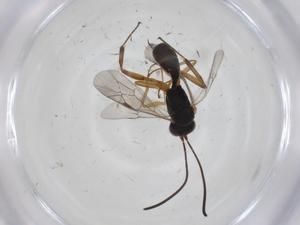  ( - CBG-A34795-C05)  @11 [ ] CreativeCommons - Attribution Share - Alike (2024) Centre for Biodiversity Genomics Centre for Biodiversity Genomics