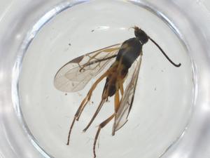  (Promicrogaster Malaise4915 - CBG-A34796-E06)  @11 [ ] CreativeCommons - Attribution Share - Alike (2024) Centre for Biodiversity Genomics Centre for Biodiversity Genomics
