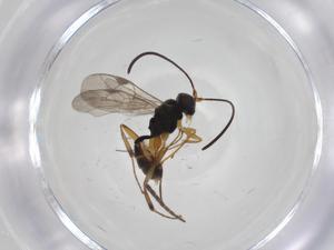  ( - CBG-A34798-G07)  @11 [ ] CreativeCommons - Attribution Share - Alike (2024) Centre for Biodiversity Genomics Centre for Biodiversity Genomics