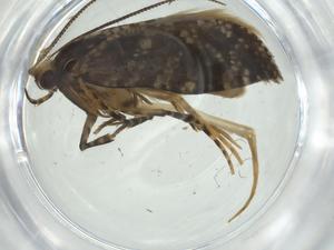  (gelMalaise01 Malaise8183 - CBG-A34847-F12)  @11 [ ] CreativeCommons - Attribution Share - Alike (2024) Centre for Biodiversity Genomics Centre for Biodiversity Genomics