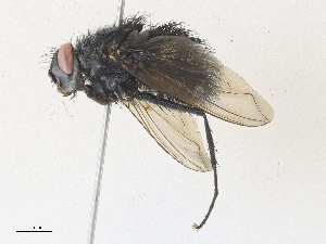  (Hystrichodexia Haber2320 - CBG-A35181-B07)  @11 [ ] CreativeCommons - Attribution Share - Alike (2024) CBG Photography Group Centre for Biodiversity Genomics