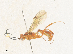  ( - CBG-A35182-A01)  @11 [ ] CreativeCommons - Attribution Share - Alike (2024) CBG Photography Group Centre for Biodiversity Genomics