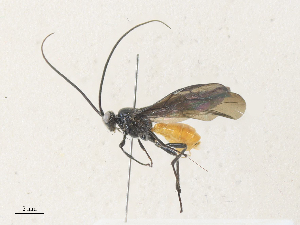  ( - CBG-A35182-B05)  @11 [ ] CreativeCommons - Attribution Share - Alike (2024) CBG Photography Group Centre for Biodiversity Genomics