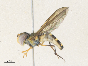  (Orphnabaccha calda - CBG-A35182-D06)  @11 [ ] CreativeCommons - Attribution Share - Alike (2024) CBG Photography Group Centre for Biodiversity Genomics