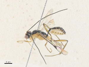  ( - CBG-A35183-B02)  @11 [ ] CreativeCommons - Attribution Share - Alike (2024) CBG Photography Group Centre for Biodiversity Genomics