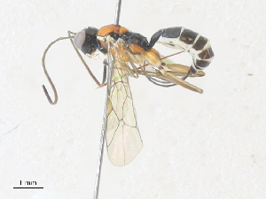  (crypMalaise01 Malaise2664 - CBG-A35183-B12)  @11 [ ] CreativeCommons - Attribution Share - Alike (2024) CBG Photography Group Centre for Biodiversity Genomics