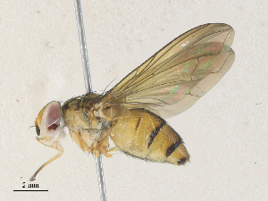  (Clausicella Janzen4306 - CBG-A35183-E04)  @11 [ ] CreativeCommons - Attribution Share - Alike (2024) CBG Photography Group Centre for Biodiversity Genomics