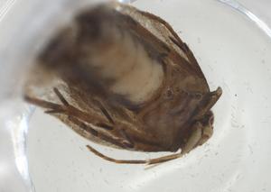  ( - CBG-A35632-E03)  @11 [ ] CreativeCommons - Attribution Share - Alike (2024) Centre for Biodiversity Genomics Centre for Biodiversity Genomics