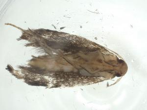  ( - CBG-A35633-F01)  @11 [ ] CreativeCommons - Attribution Share - Alike (2024) Centre for Biodiversity Genomics Centre for Biodiversity Genomics