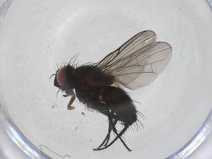  ( - CBG-A35634-G11)  @11 [ ] CreativeCommons - Attribution Share - Alike (2024) Centre for Biodiversity Genomics Centre for Biodiversity Genomics