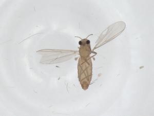  ( - CBG-A35642-A09)  @11 [ ] CreativeCommons - Attribution Share - Alike (2024) Centre for Biodiversity Genomics Centre for Biodiversity Genomics